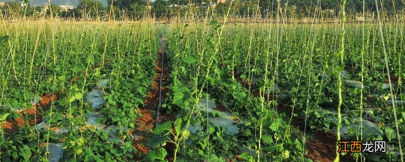 作物的温光反应特性及其在生产中的应用 作物温光反应特性在生产中的应用