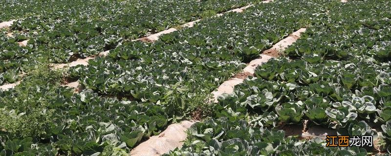 作物布局的前提是什么 作物布局是指什么