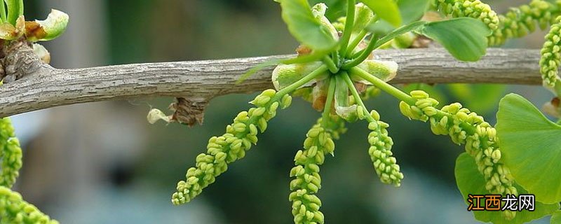 银杏树什么时候开花 银杏树开在什么季节