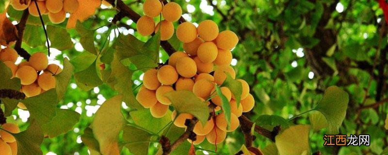 银杏树可以用于嫁接其他果树吗 银杏树能嫁接什么果树