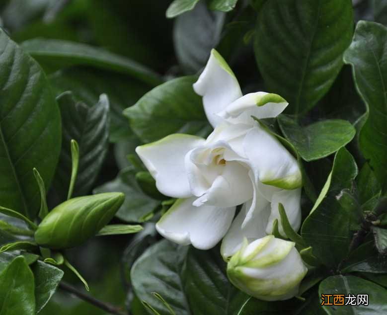 栀子花的养殖方法和注意事项 茉莉花的养殖方法和注意事项