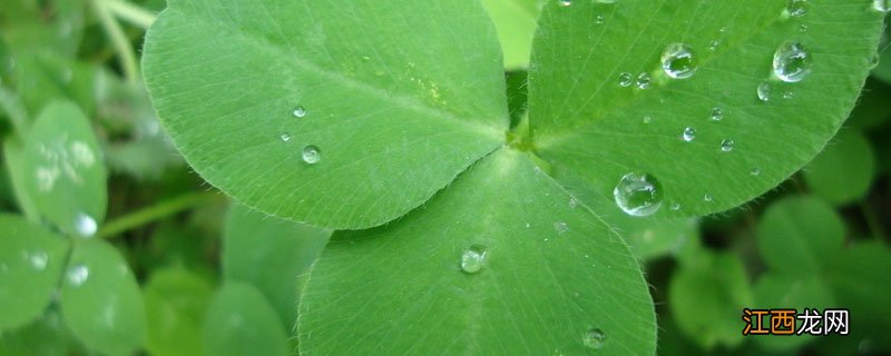 苜蓿草和醡浆草区别 苜蓿草和酢浆草区别