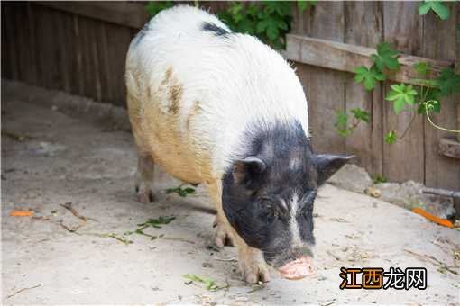 野猪肉多少钱一斤