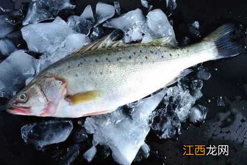 海鲈鱼可以生吃吗 海鲈鱼可以生吃吗怎么吃