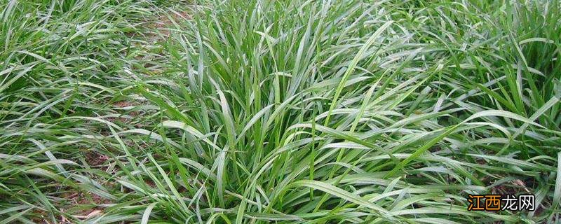 黑麦草冬天可以播种吗 冬天黑麦草什么时候播种
