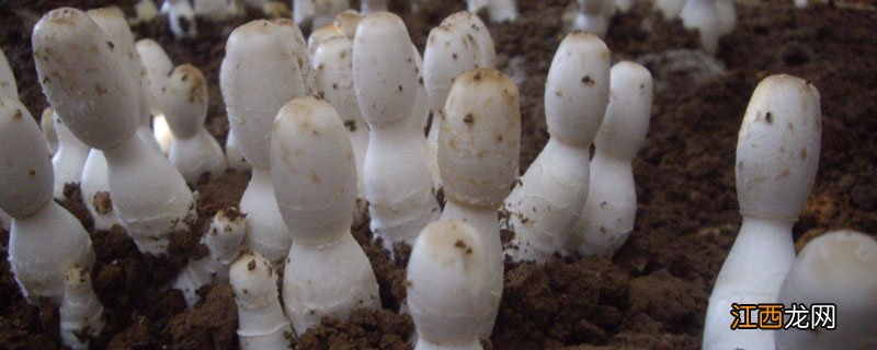 鸡腿菇多久出菇 鸡腿菇覆土后几天出菇