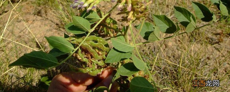 甘草亩产量多少斤 甘草亩产量多少公斤