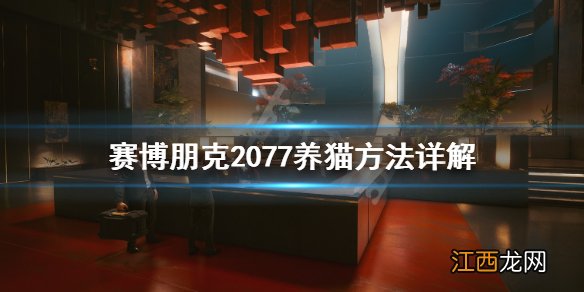 赛博朋克2077怎么养猫 赛博朋克2077养猫方法