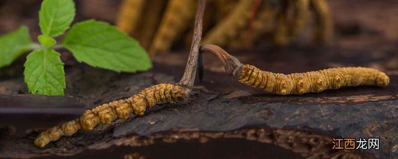 冬虫夏草适合在什么地方种植 冬虫夏草南方可以种植吗