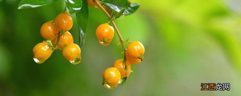 华西秋雨对苹果生产的影响 华西秋雨对农业生产的影响