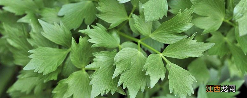 川芎苗期用什么除草剂 川芎苗后用什么除草