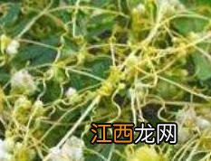 洛神花的功效与作用 洛神花的功效与作用及营养价值