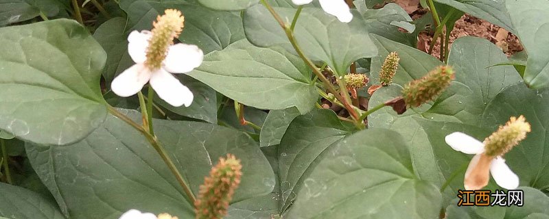 茅根草和鱼腥草有区别吗 鱼腥草和茅根的区别