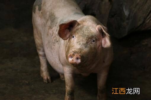 2022养猪补贴政策：养多少头猪不需要审批？