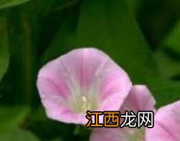 打碗花与牵牛花的区别是什么 打碗花与牵牛花的区别