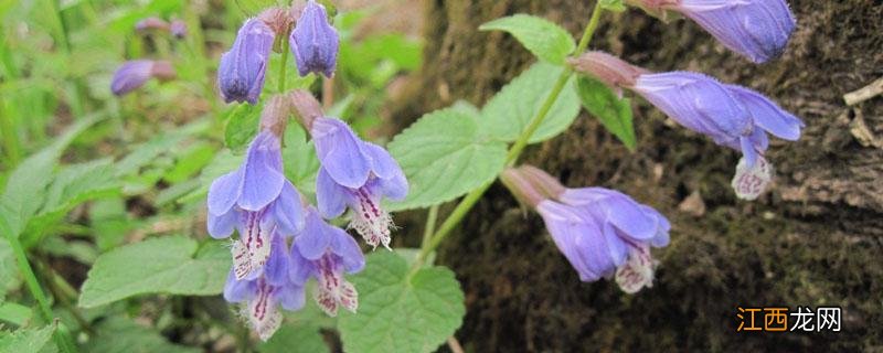 黄芩冬天能过冬吗 黄芩冬季种植技术