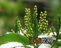 珠兰根的功效与作用 兰根的药用功效与作用