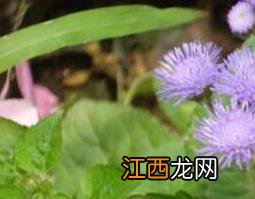 臭草的功效与作用及药用价值 臭草的功效与作用及药用价值是什么