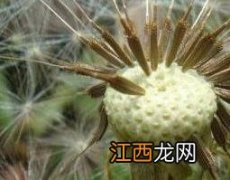 婆婆丁种子的药用功效与作用 婆婆丁有什么药用