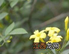 野素馨的功效与作用 素馨花功效与作用