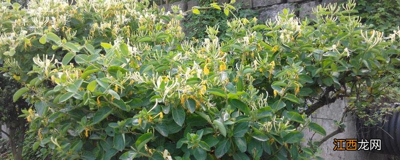 金银花采摘时间 金银花采摘时间在什么季节