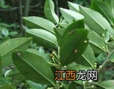 毛冬青喝多久才见效 毛冬青可以长期喝吗