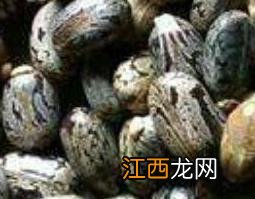 蓖麻子仁的功效与作用 蓖麻子仁的功效与作用蜂蜜的用途