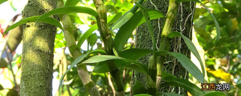 石斛为什么叫铁皮石斛 真正的铁皮石斛是什么样的