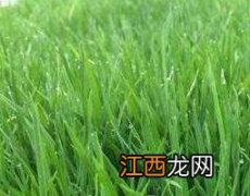 羊毛草根的功效与作用禁忌 羊毛草根的功效与作用