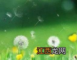 白缘蒲公英的功效与作用 蒲公英和白芨的作用