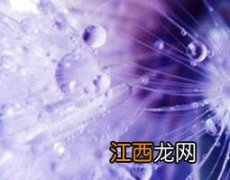 紫色蒲公英有什么功效 紫色的蒲公英有什么用处