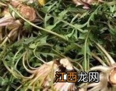 蒲公英熬水泡脚的功效与作用是什么 蒲公英熬水泡脚的功效与作用