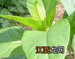 天麻茎叶的功效与作用 天麻叶子有什么功效