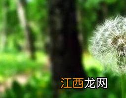 绯红蒲公英的功效与作用 绯红蒲公英的功效与作用及禁忌