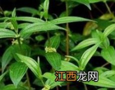 糯米藤的功效与作用及禁忌是什么 糯米藤的功效与作用及禁忌