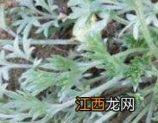 白蒿的功效与作用 白蒿的功效与作用主治什么病