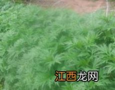 野蒿子的功效与作用及禁忌 野蒿子的功效与作用