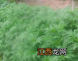 野蒿子的功效与作用及禁忌 野蒿子的功效与作用