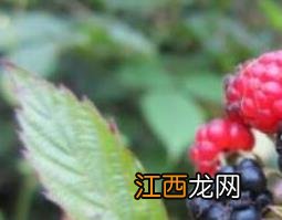 三月苞根的功效与作用 刺龙苞根的功效与作用