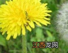 蒲公英花怎么吃 蒲公英花怎么吃效果最好