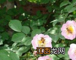 野玫瑰根的功效与作用 野玫瑰果根的功效