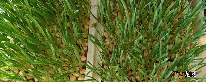 蒜苗跟大蒜的关系 蒜苗大蒜的关系