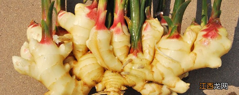 生姜头和生姜有什么区别 红头姜和生姜有什么区别