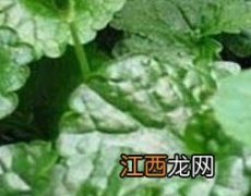 马蹄草怎么吃 马蹄草怎么吃法