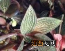 农村石上莲的药用功效与作用 石上藕的功效与作用及食用方法