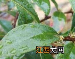 酸藤根的功效与作用? 酸藤果根的功效与作用