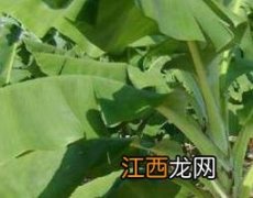 香蕉根煮水喝有副作用吗 香蕉根煮水喝的功效与作用