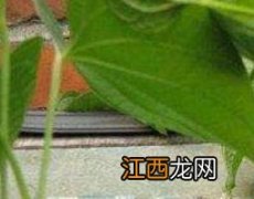 新鲜的黄独果怎么吃 新鲜的黄独果怎么吃,能降底血糖高吗?