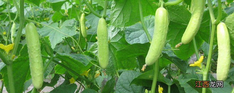 黄瓜催芽温度 黄瓜催芽温度与出芽时间