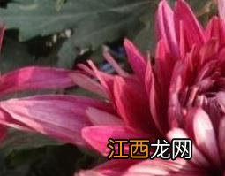 血红菊花的功效与作用及药用价值及禁忌 血红菊花的功效与作用及药用价值